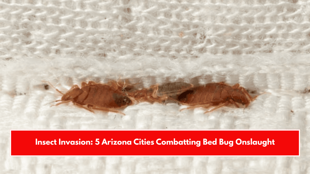 Insect Invasion: 5 Arizona Cities Combatting Bed Bug Onslaught