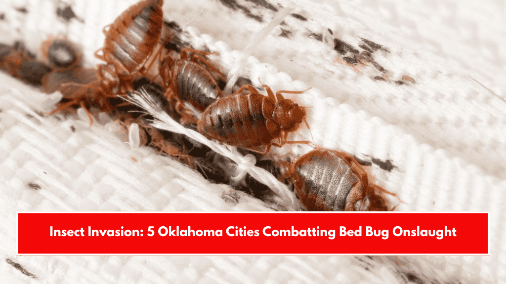 Insect Invasion: 5 Oklahoma Cities Combatting Bed Bug Onslaught
