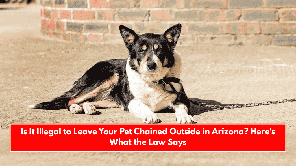 Is It Illegal to Leave Your Pet Chained Outside in Arizona? Here's What the Law Says