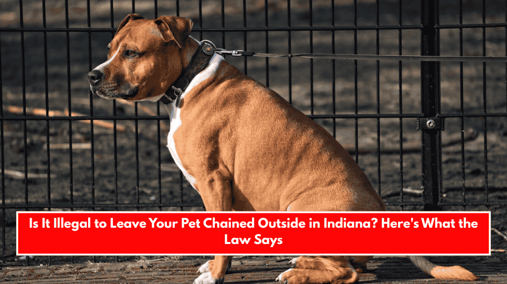 Is It Illegal to Leave Your Pet Chained Outside in Indiana? Here's What the Law Says