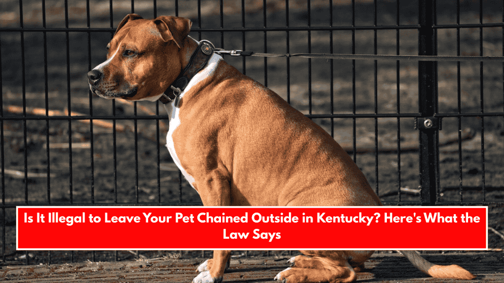 Is It Illegal to Leave Your Pet Chained Outside in Kentucky? Here's What the Law Says