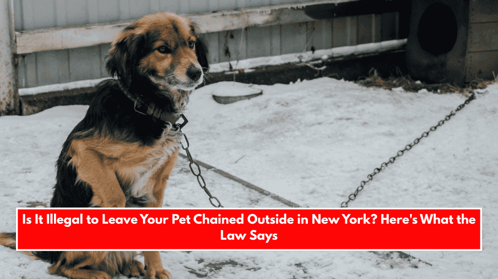 Is It Illegal to Leave Your Pet Chained Outside in New York? Here's What the Law Says