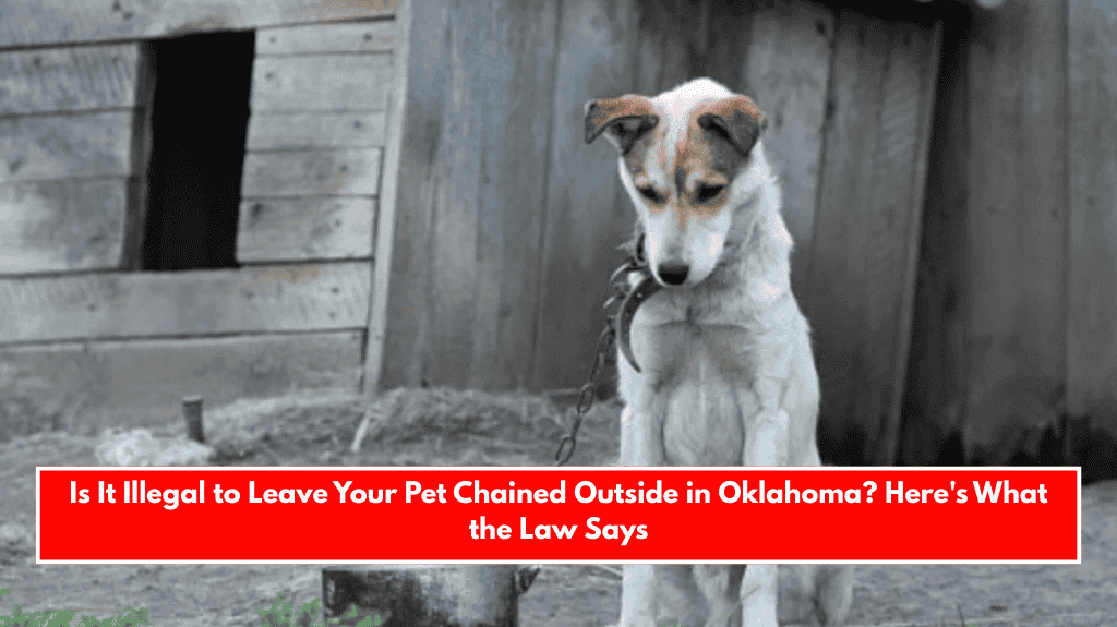 Is It Illegal to Leave Your Pet Chained Outside in Oklahoma? Here's What the Law Says
