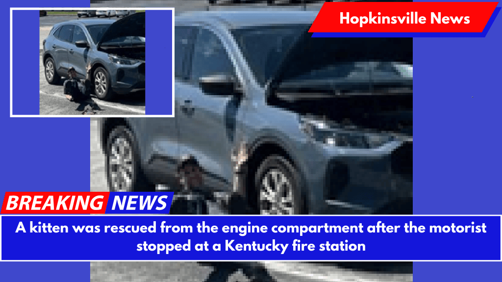 A kitten was rescued from the engine compartment after the motorist stopped at a Kentucky fire station