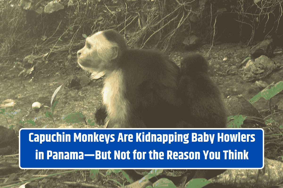 Capuchin Monkeys Are Kidnapping Baby Howlers in Panama—But Not for the Reason You Think