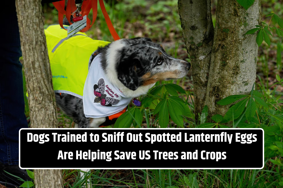 Dogs Trained to Sniff Out Spotted Lanternfly Eggs Are Helping Save US Trees and Crops