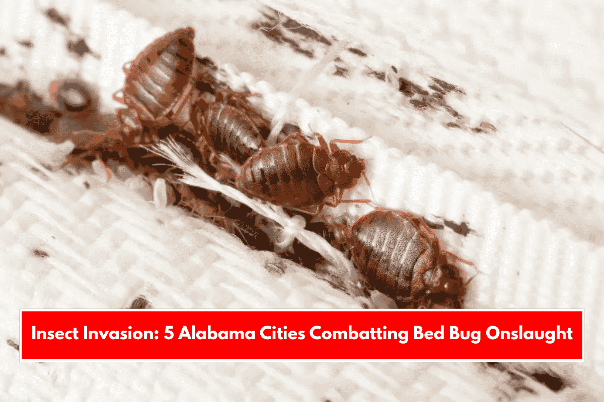 Insect Invasion: 5 Alabama Cities Combatting Bed Bug Onslaught