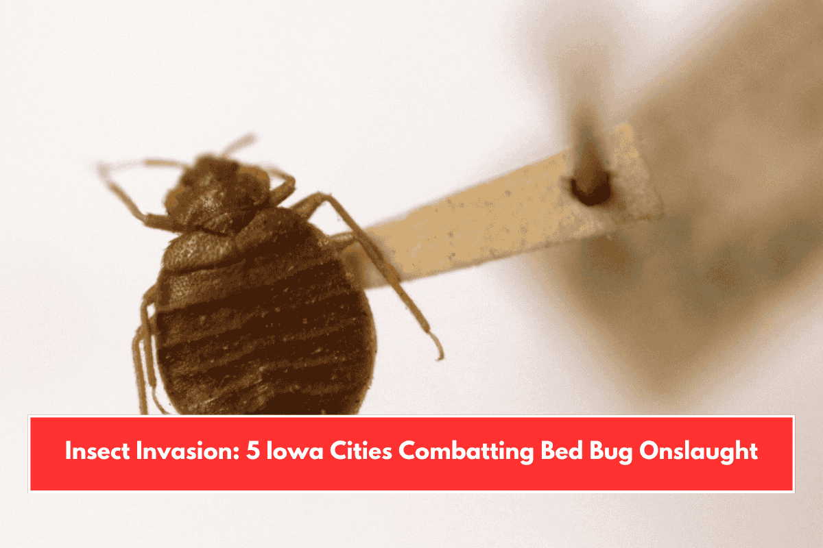 Insect Invasion: 5 Iowa Cities Combatting Bed Bug Onslaught