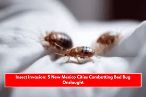 Insect Invasion: 5 New Mexico Cities Combatting Bed Bug Onslaught