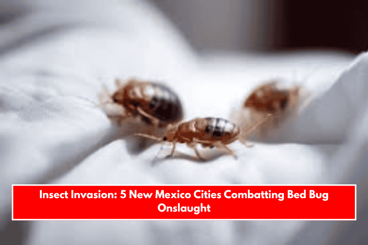 Insect Invasion: 5 New Mexico Cities Combatting Bed Bug Onslaught