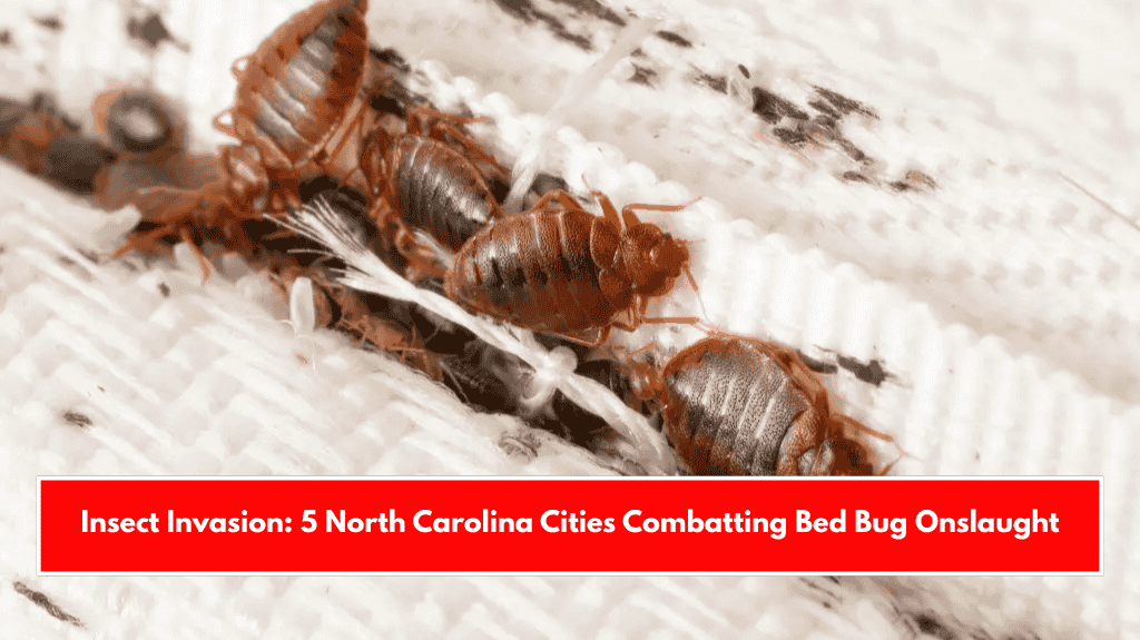 Insect Invasion: 5 North Carolina Cities Combatting Bed Bug Onslaught