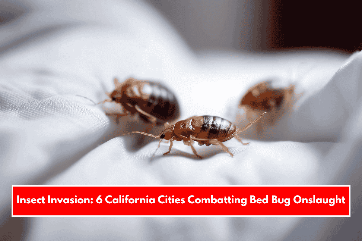 Insect Invasion: 6 California Cities Combatting Bed Bug Onslaught