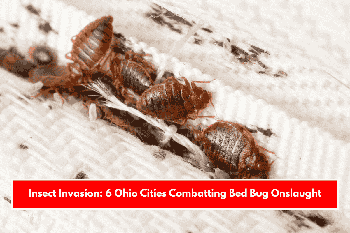 Insect Invasion: 6 Ohio Cities Combatting Bed Bug Onslaught
