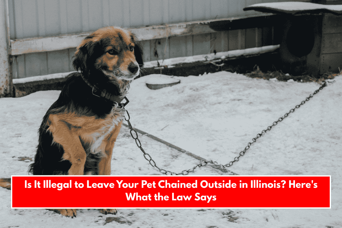 Is It Illegal to Leave Your Pet Chained Outside in Illinois? Here's What the Law Says