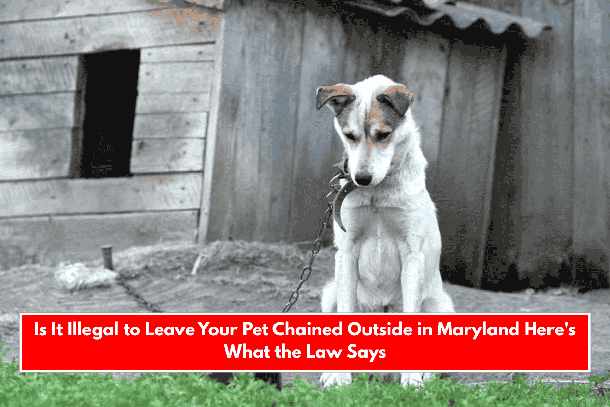 Is It Illegal to Leave Your Pet Chained Outside in Maryland Here's What the Law Says