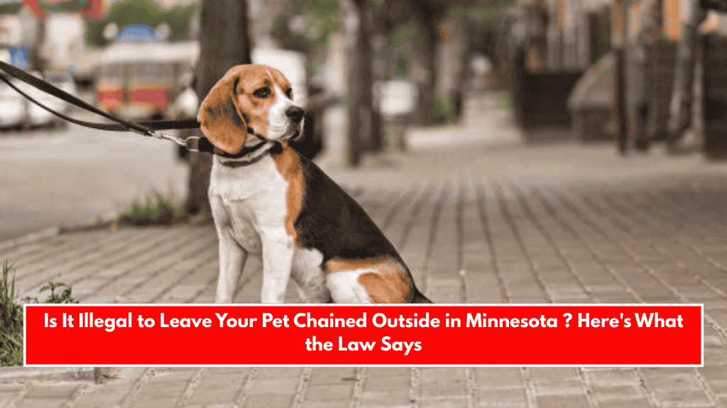 Is It Illegal to Leave Your Pet Chained Outside in Minnesota ? Here's What the Law Says