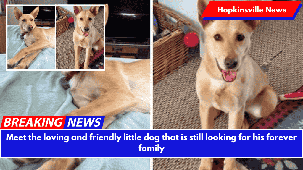 Meet the loving and friendly little dog that is still looking for his forever family
